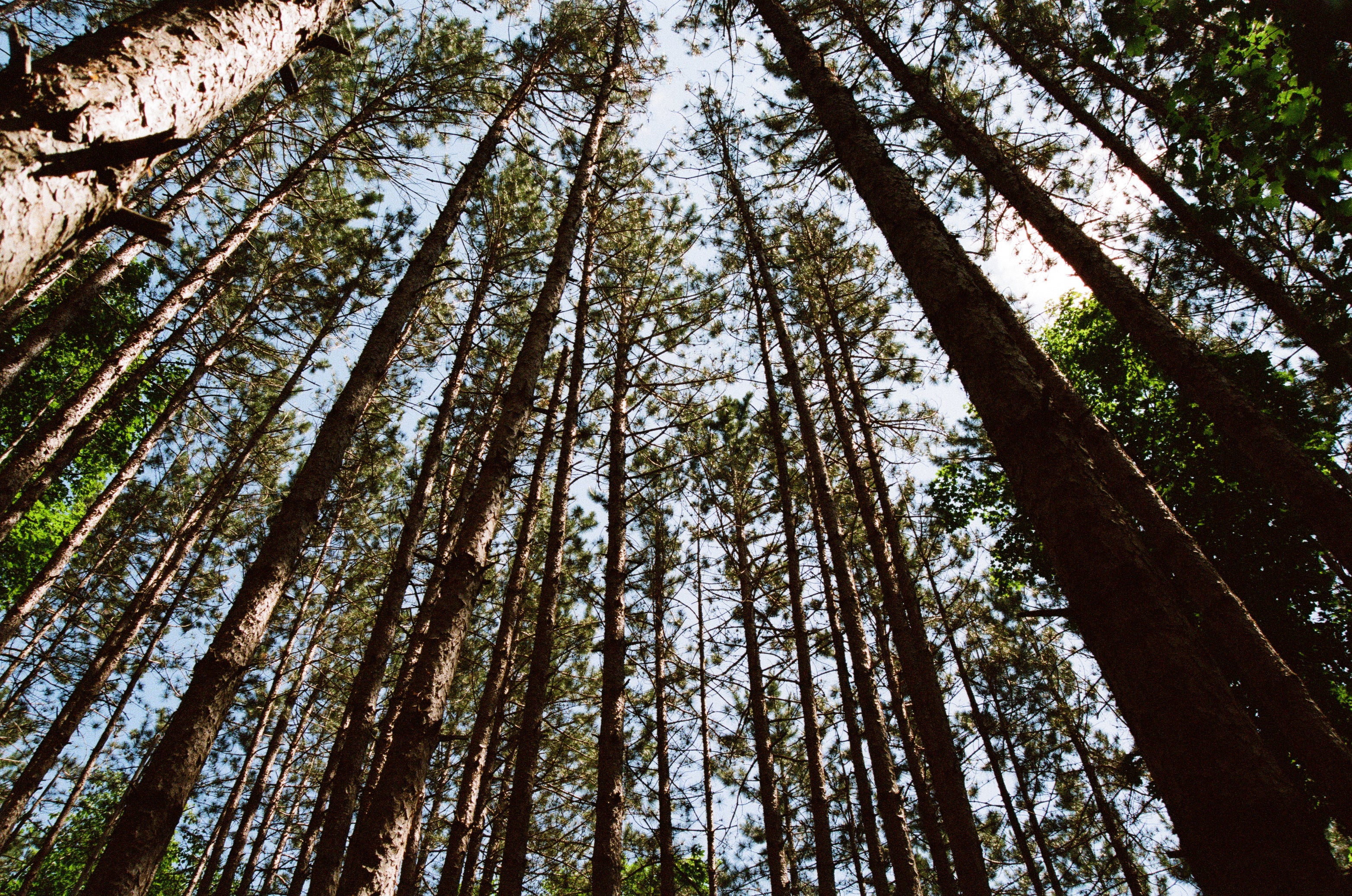 long-tree-trunks-stab-the-sky.jpg